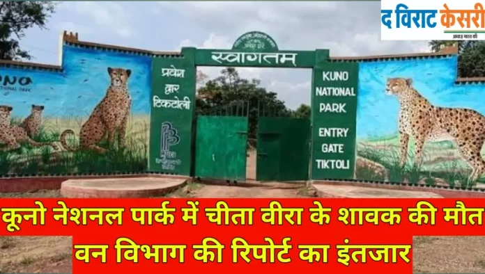 श्योपुर के Kuno National Park में मादा चीता वीरा के 10 माह के शावक की मृत्यु हो गई